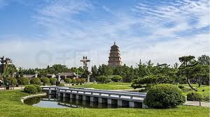 为啥城市绿化都是杨树种植